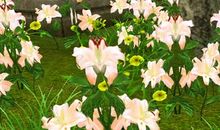 宽容绽放美丽之花