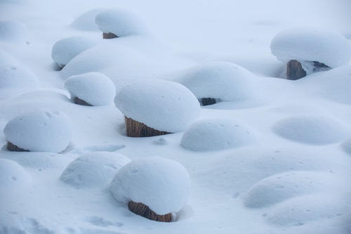 顽固的雪