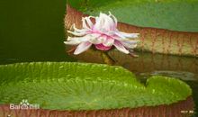 命运是一条永不枯竭的河