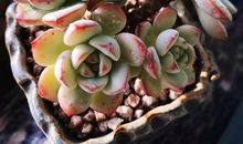 因为有你今天如此美丽