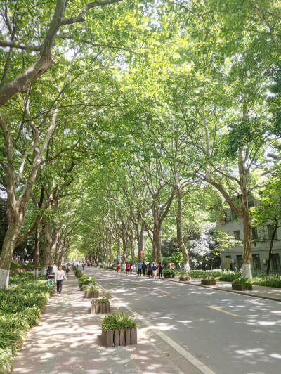 我不能忘记小树。