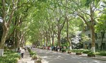 忘不了那棵小树