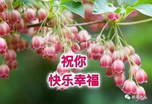 最美丽的是问候