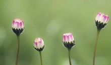 生命开花的前奏