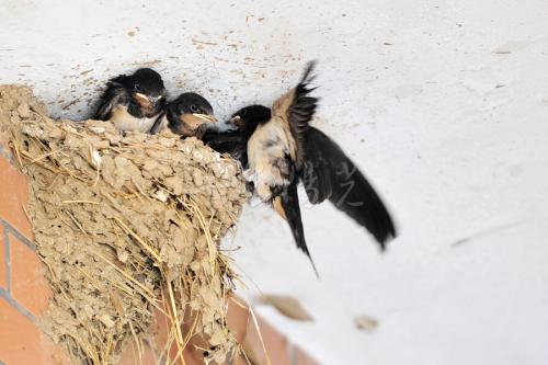 屋顶下的小燕子