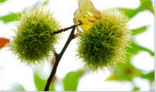 和板栗树一起走过的日子