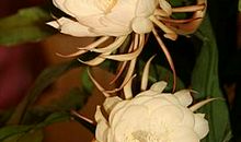 总会想起那株昙花