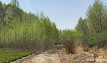 故乡的那条小路