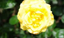 最美的花朵在花季