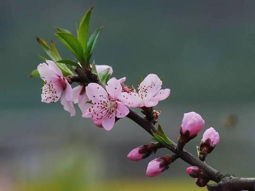 春天。桃花。微笑