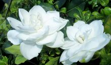 在那栀子花开的季节