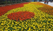 感恩的花，开在我成长的路上