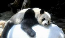 生无所靠生有所靠