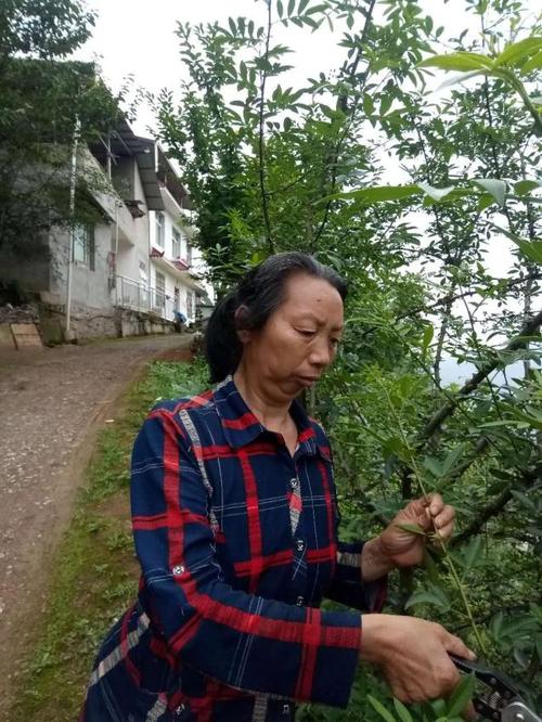 和平在美丽的蓝天