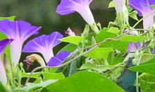 细雨微风中的喇叭花