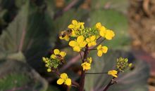 像菜花一样燃烧