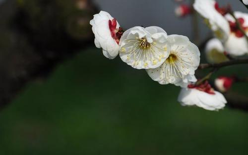梅花押韵
