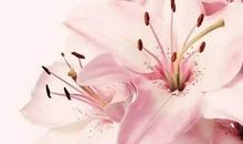 像山风拂过百合