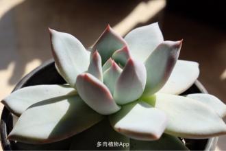 阳光给出的运动