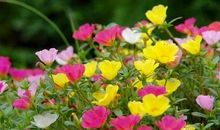 给你一盆太阳花