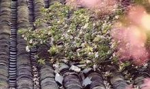 再回首如许清醒