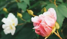 校园里的木芙蓉