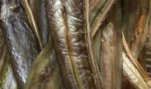 “胆小鬼”沙鳗