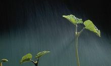 春雨点点