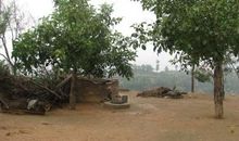 那一颗老核桃树