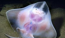 玻璃般透明的爱