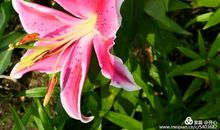 忆往昔岁月之花