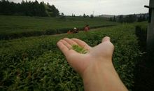 将绿色捧在手心