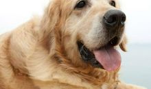 对不起，谢谢你