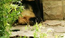 作文国宝大熊猫三年级