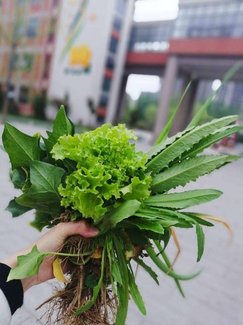 莹华