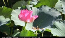 感谢那一片荷叶