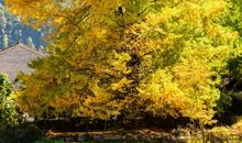 秋季的乡村生活