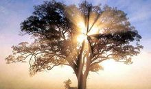 心中的那棵大树