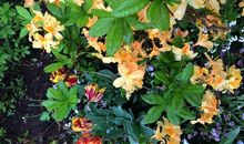 记忆中的小花园