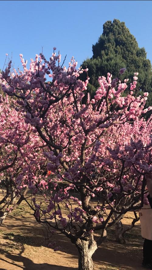 清明节