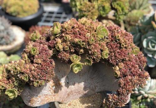 首先要照顾更多的肉