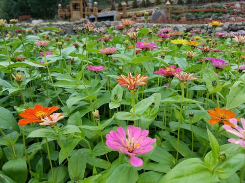 花，滋养我的心