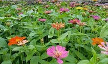 花儿，滋润了我的心田