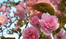 完美的花朵读后感