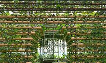 校园里的蔬菜园