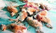 给偷猎者的一封信