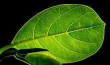 我想化作一片绿叶