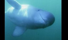 白鲸也是有灵性的