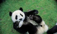熊猫真有趣