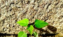 感受生命的顽强